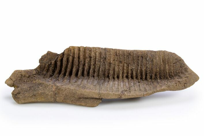 Juvenile Hadrosaur (Edmontosarus) Jaw Section - Wyoming #306854